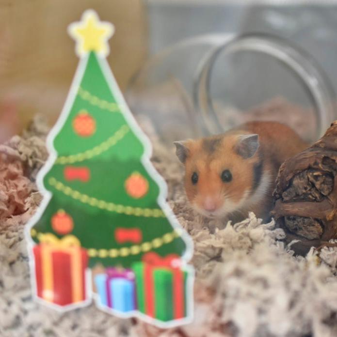Hamster looking through glass tank at a Furnishables Christmas tree static cling sticker
