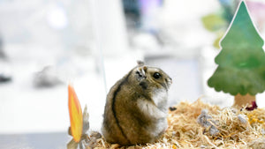 A hamster sitting in front of a Furnishables camping themed cage sticker 