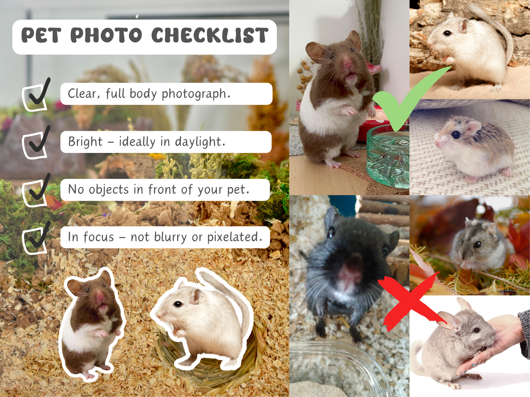 Pet Photo Name Stickers