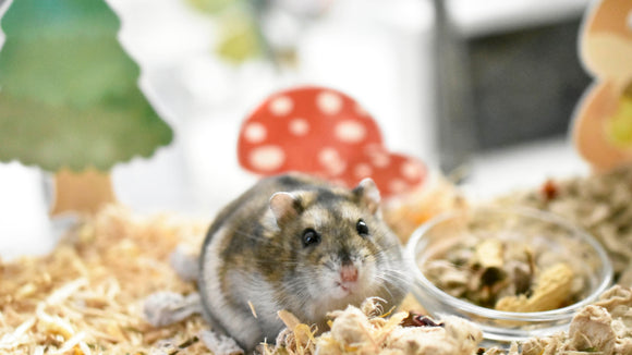 Hamster in a glass tank habitat with Furnishables woodland themed static cling stickers decorating the outside