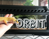 Leopard gecko in front of their habitat featuring a pet name sticker by Furnishables