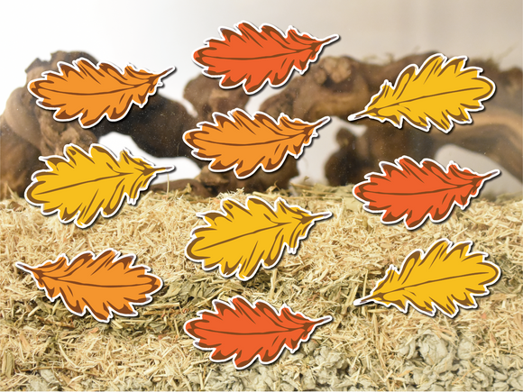 Furnishables autumn leaves themed static cling stickers stuck to the front of a glass pet habitat