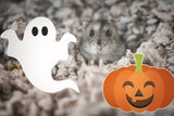 Spooky Paws | Static Cling | Pet Cage Theme